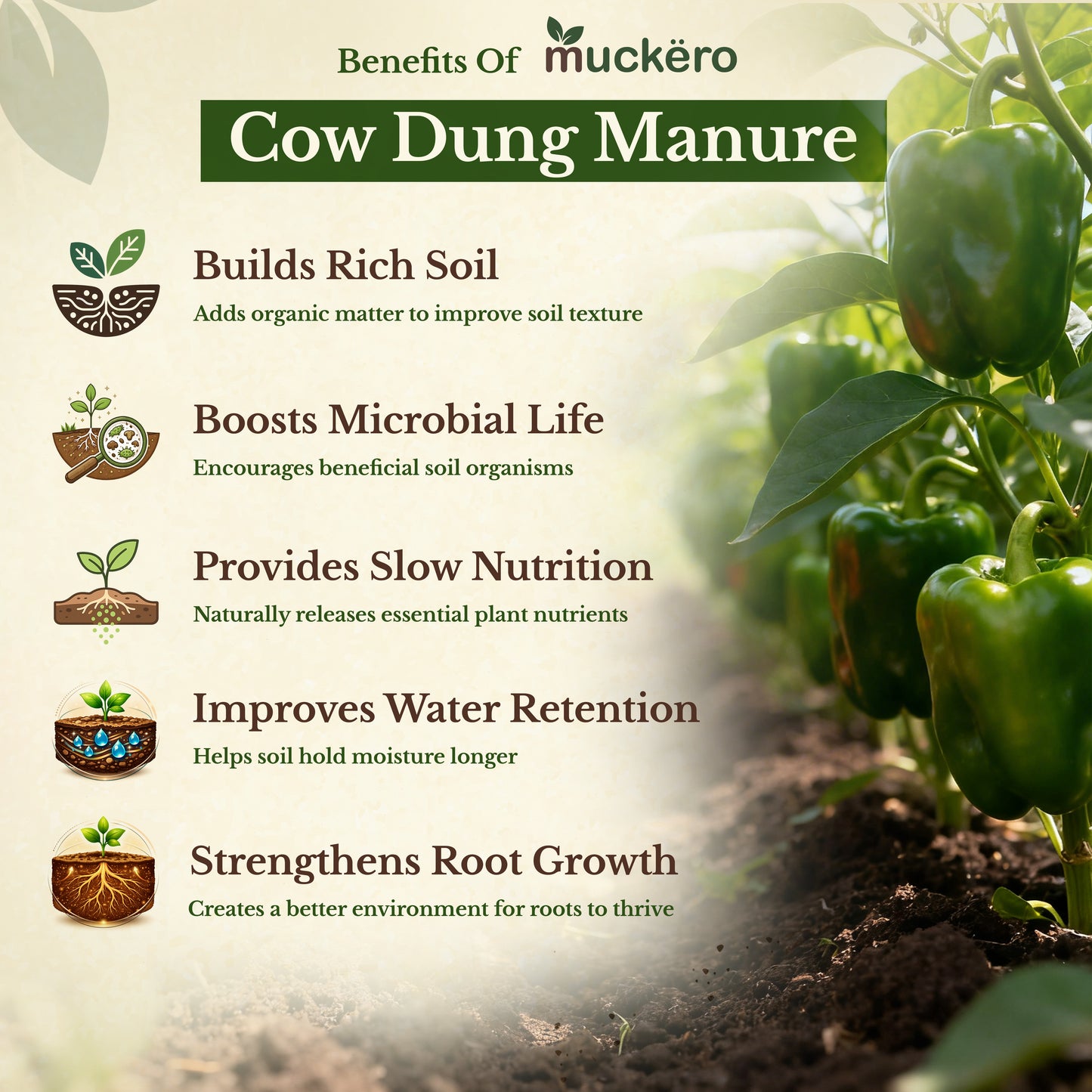 Cow Dung Manure