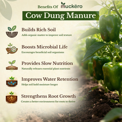 Cow Dung Manure