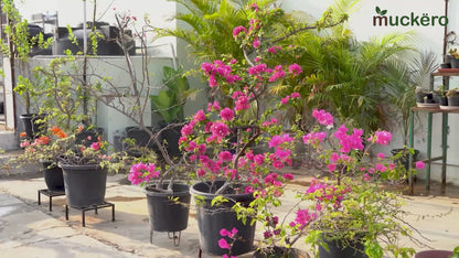 Potting Soil Mix